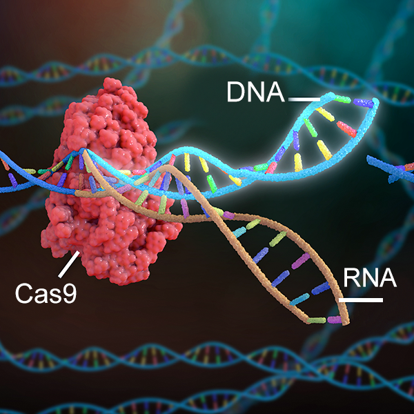 CRISPR-Cas9 Gene Editing workshop